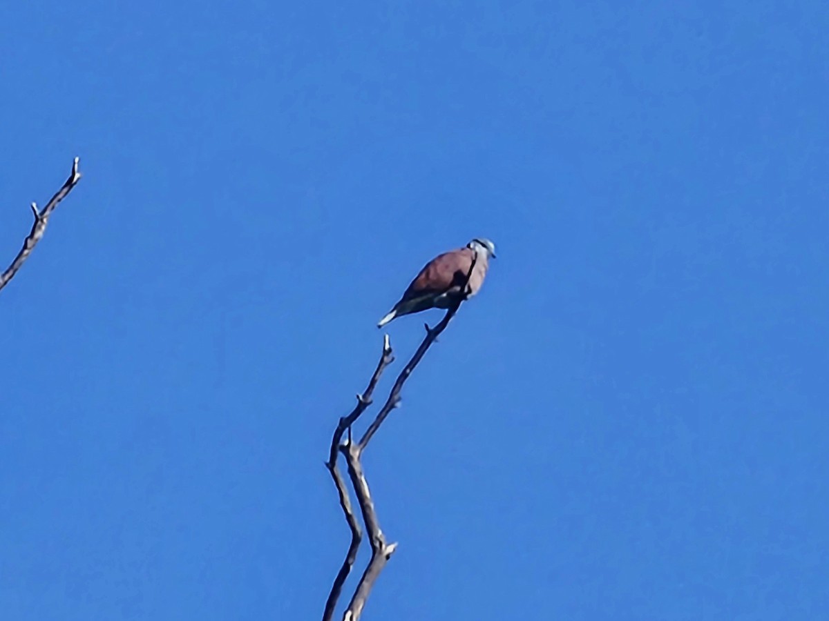 Red Collared-Dove - ML646732071