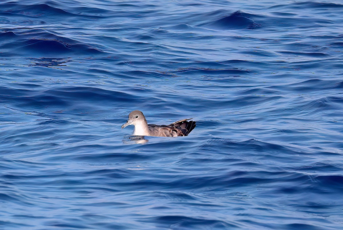 Kama Kuyruklu Yelkovan - ML646732073