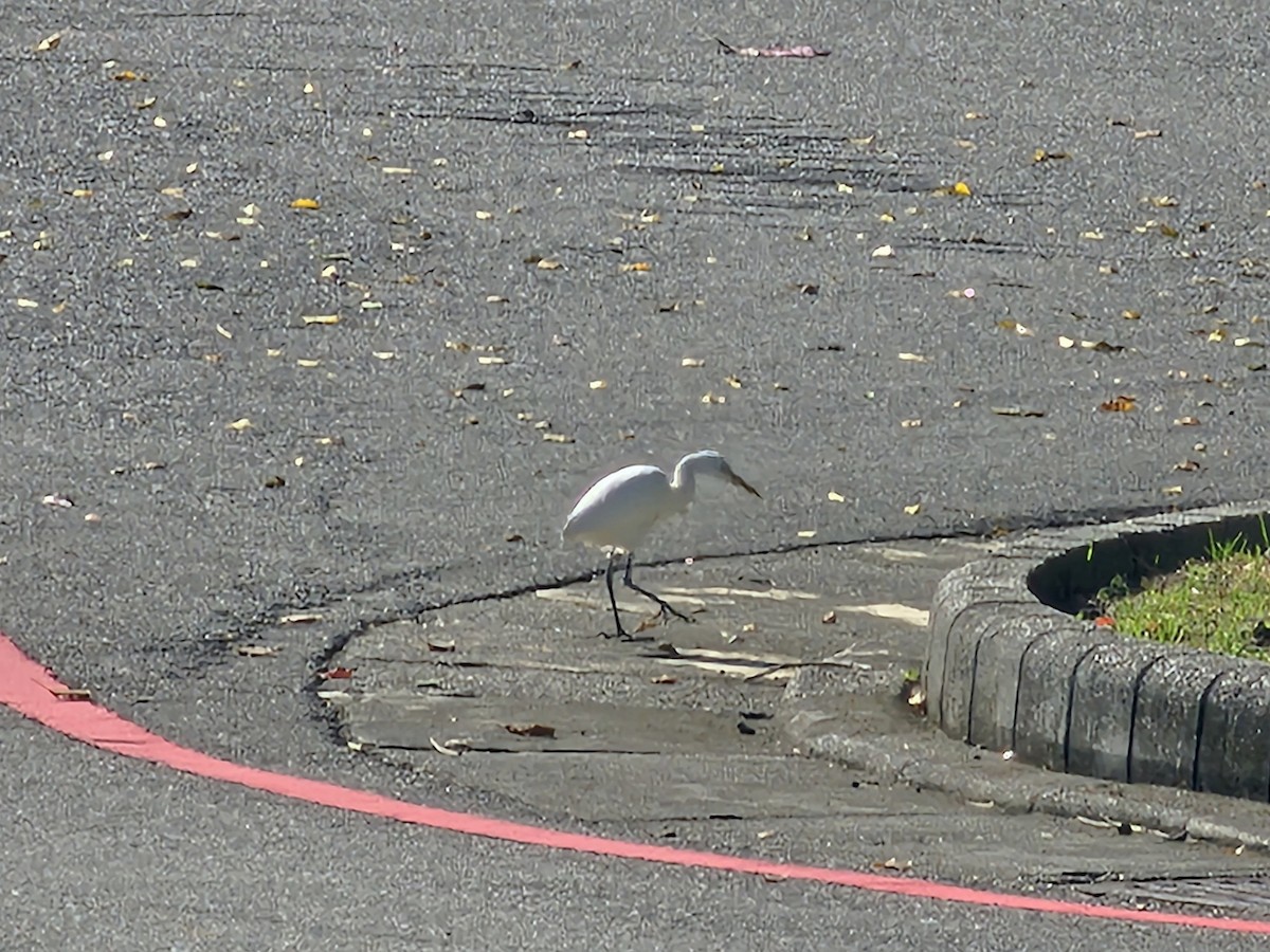 Eastern Cattle-Egret - ML646732075