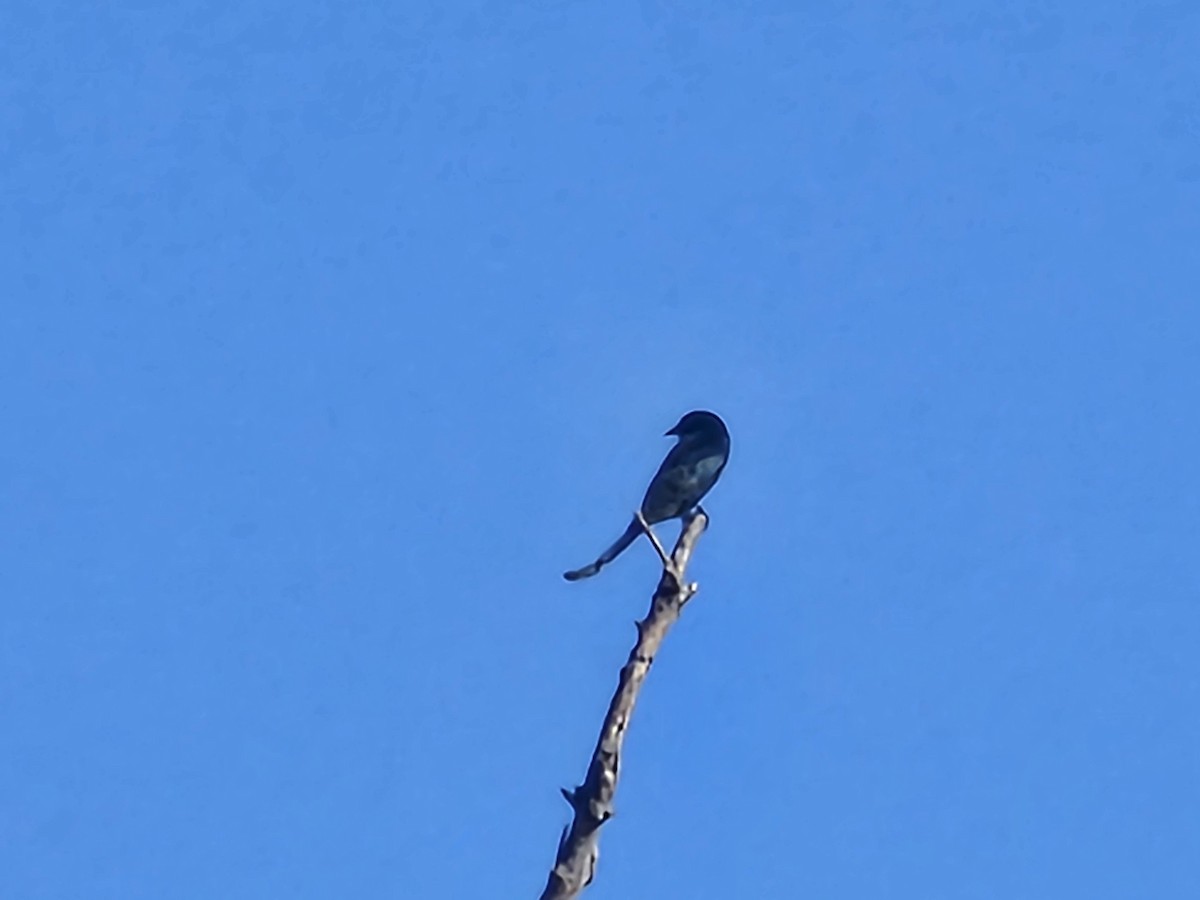 Black Drongo - ML646732076