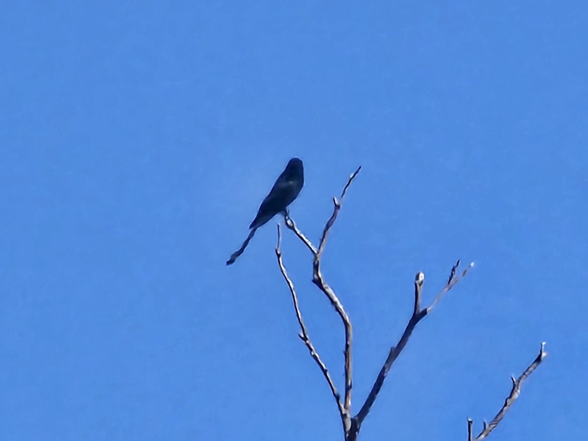 Black Drongo - ML646732077