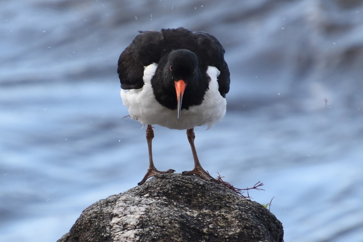 Eurasian Oystercatcher - ML646732078