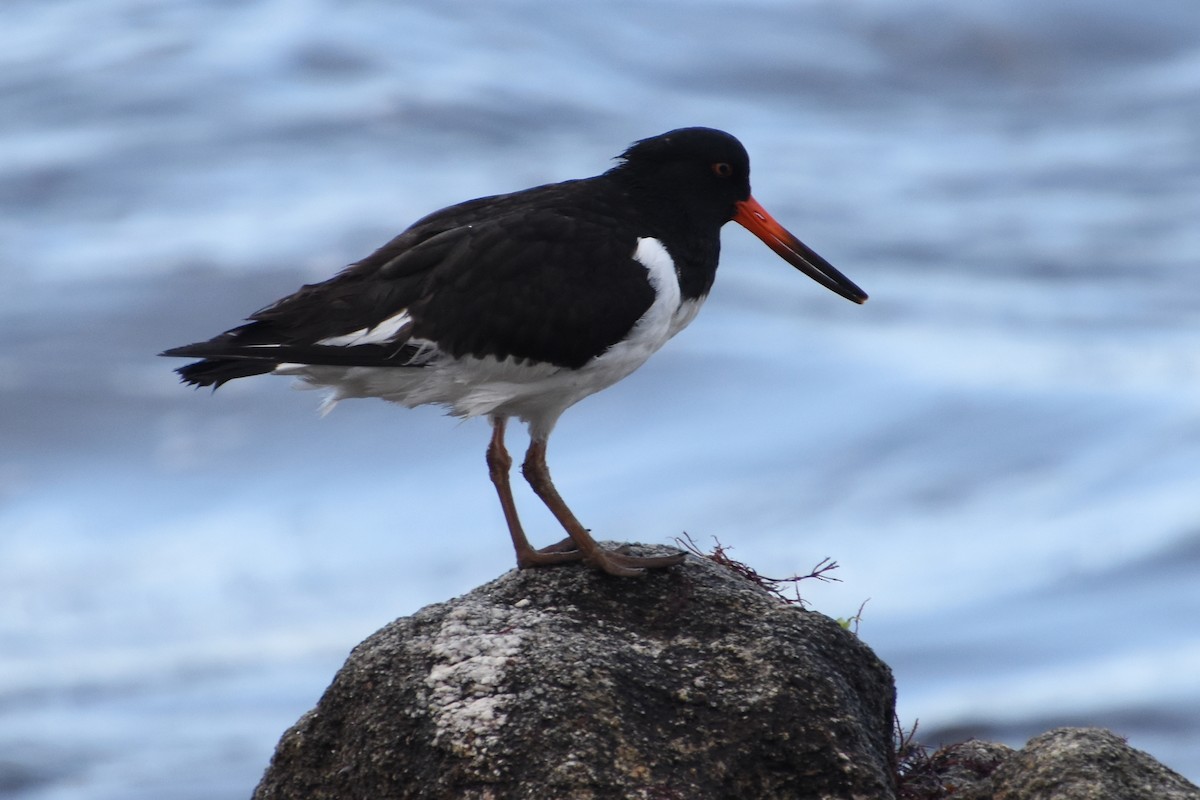 Eurasian Oystercatcher - ML646732079