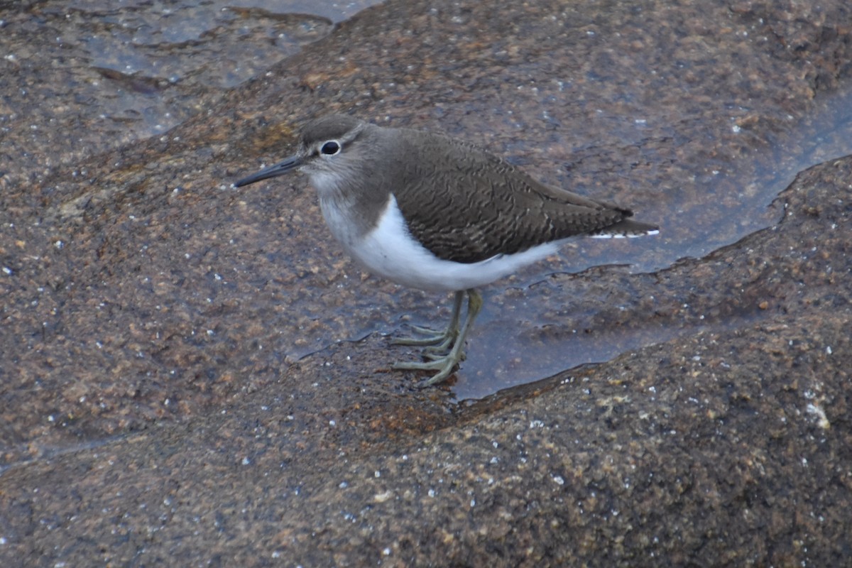 Common Sandpiper - ML646732080
