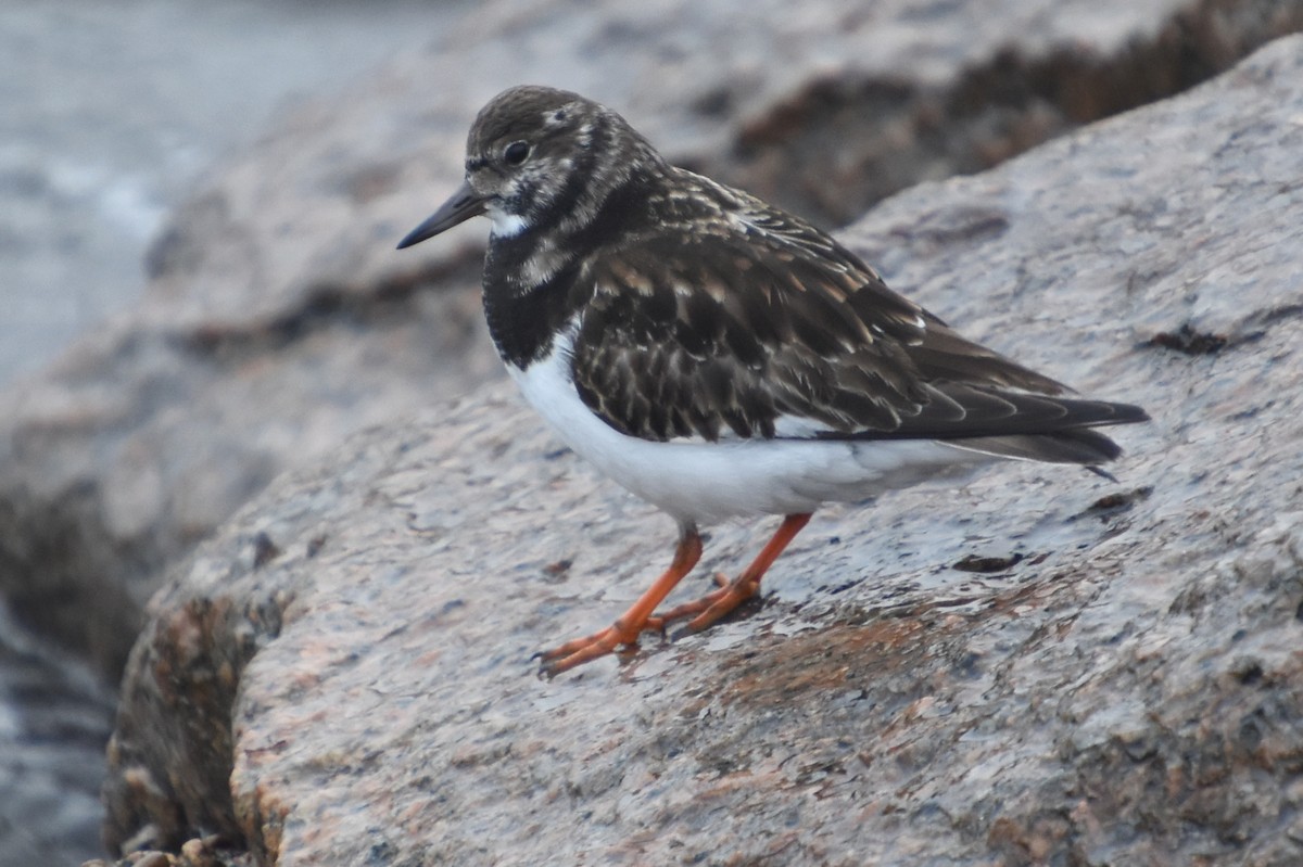 Ruddy Turnstone - ML646732083
