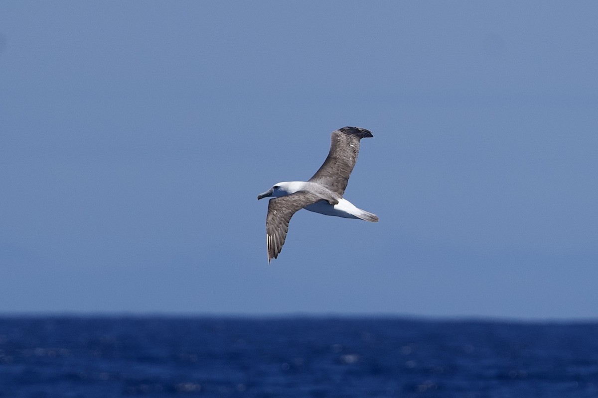 White-capped Albatross - ML646732089