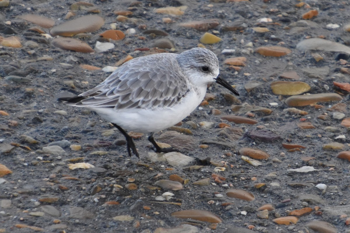 Sanderling - ML646732090