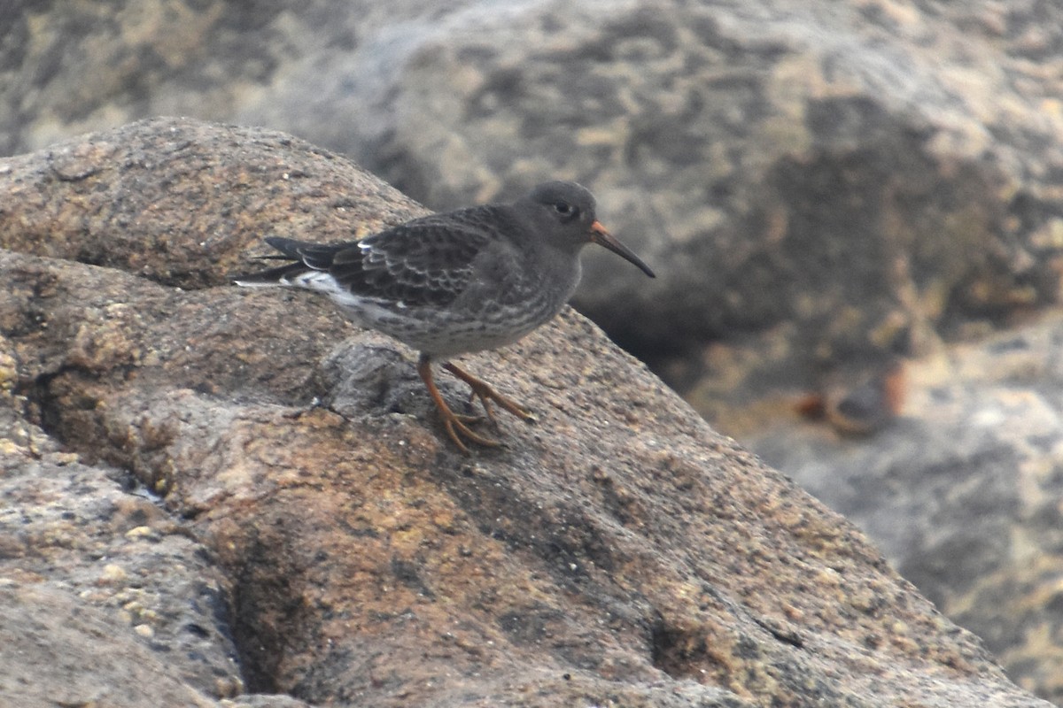Purple Sandpiper - ML646732098