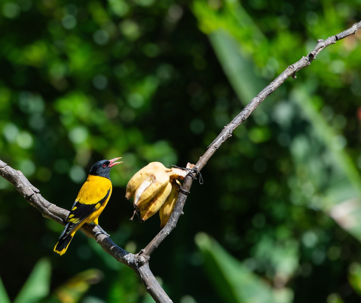 Bengalenpirol - ML646732099