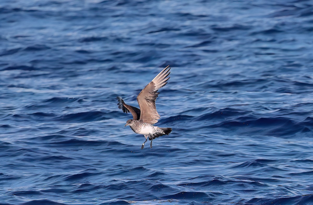 Korsanmartı - ML646732102