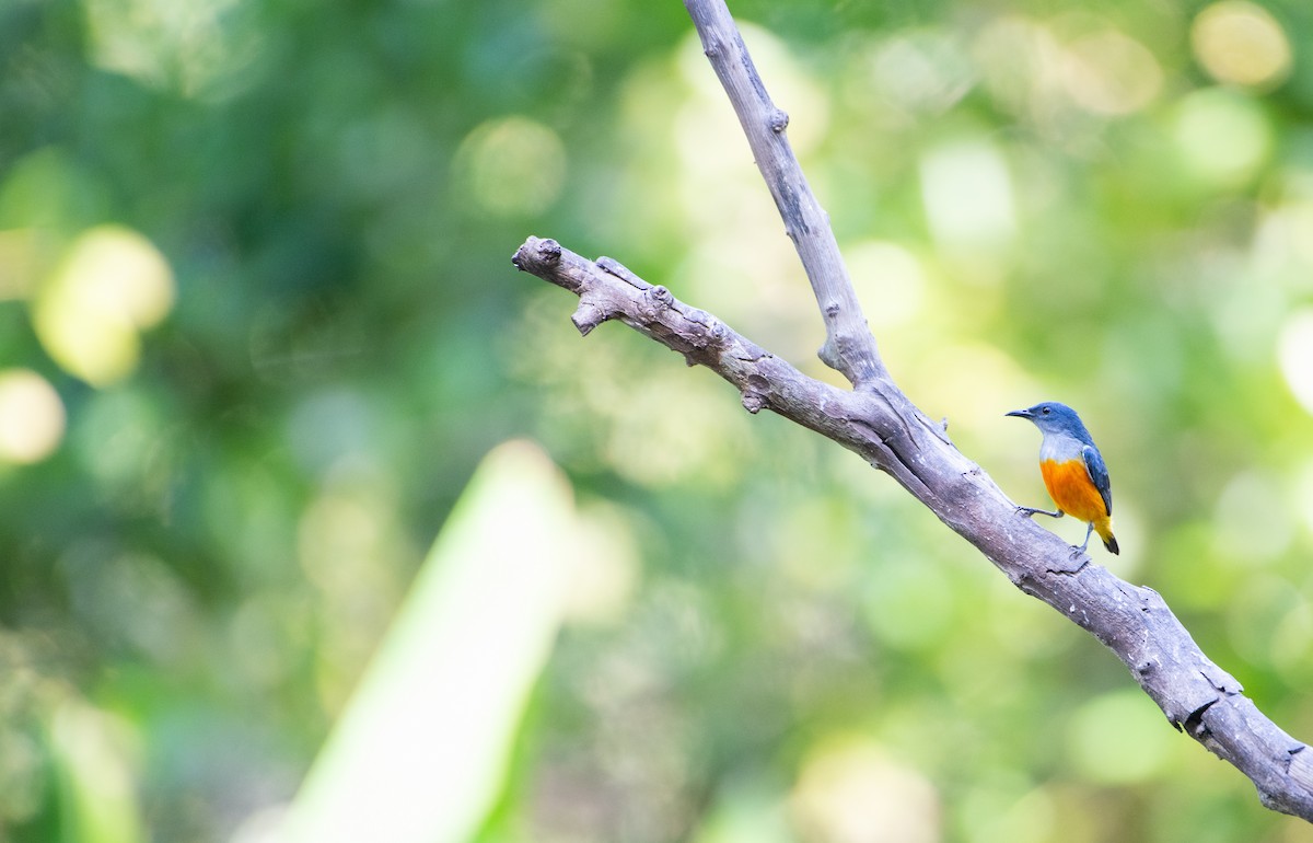 Orangebauch-Mistelfresser - ML646732103