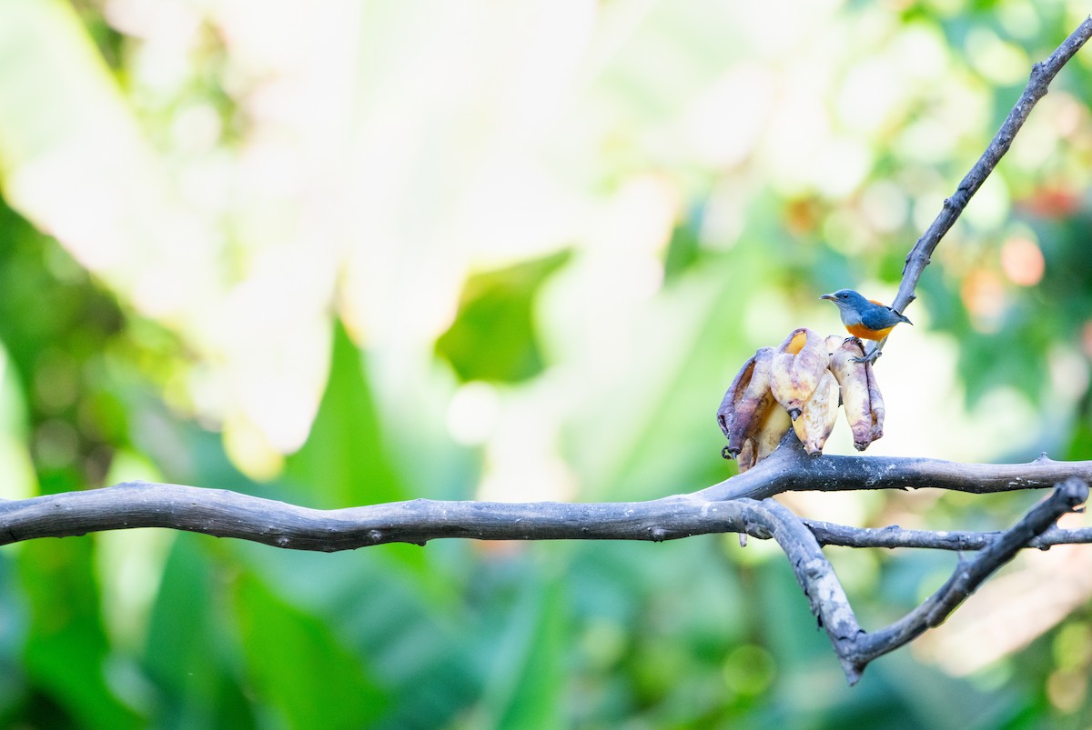 Orangebauch-Mistelfresser - ML646732104