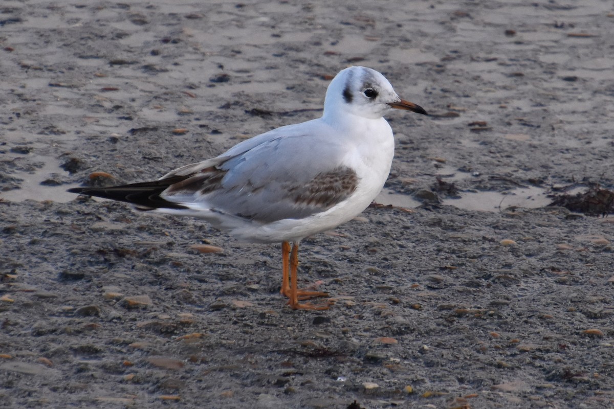 Black-headed Gull - ML646732105