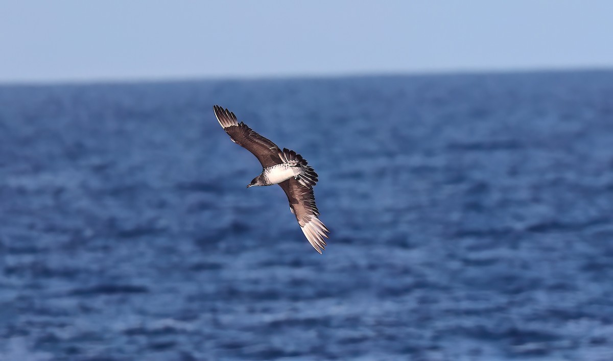 Korsanmartı - ML646732106