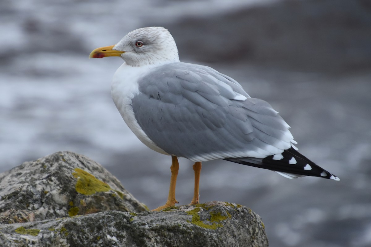 Yellow-legged Gull - ML646732110