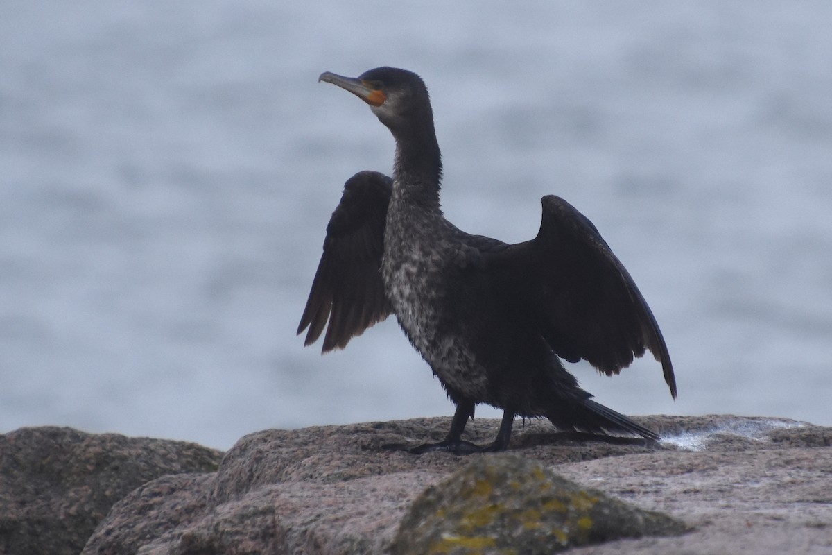 Great Cormorant - ML646732112