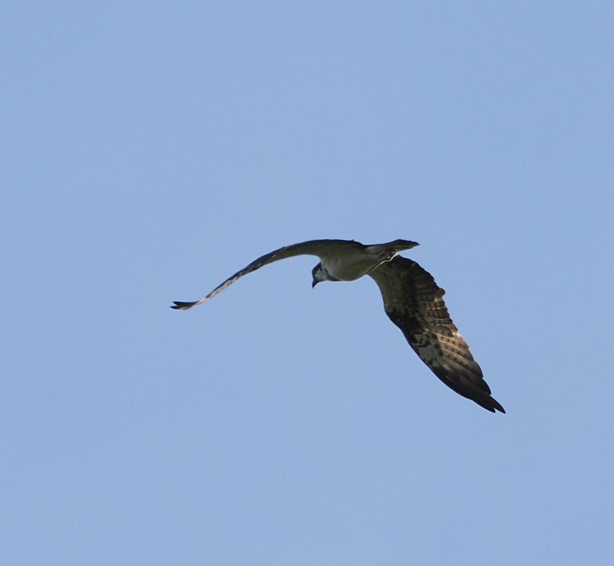 魚鷹 - ML646732113