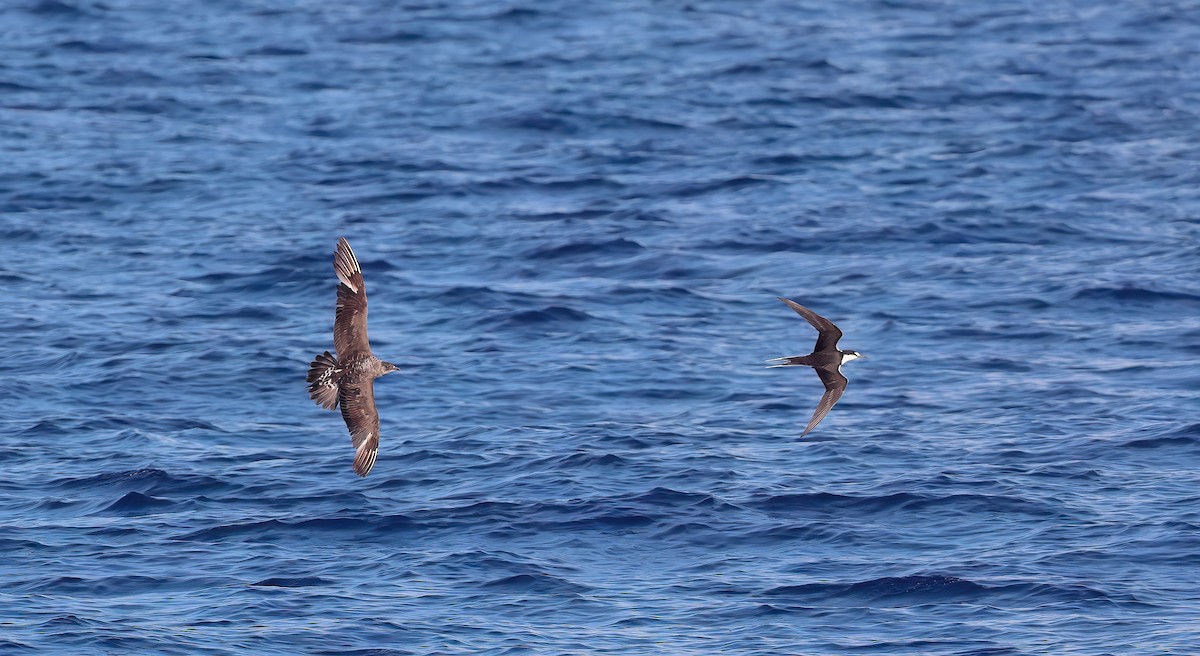 Korsanmartı - ML646732114