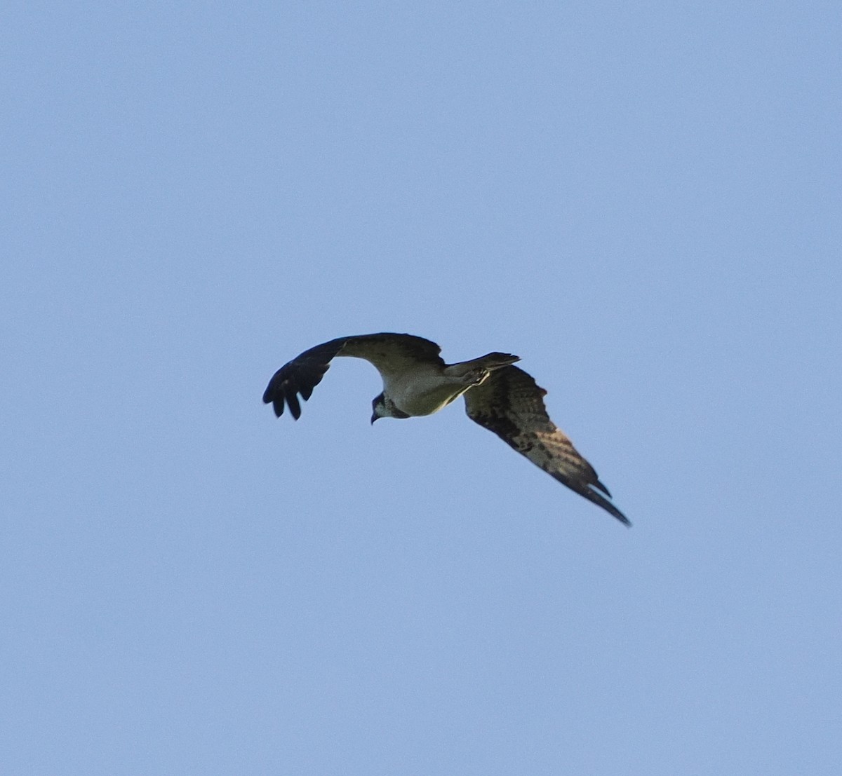 魚鷹 - ML646732117