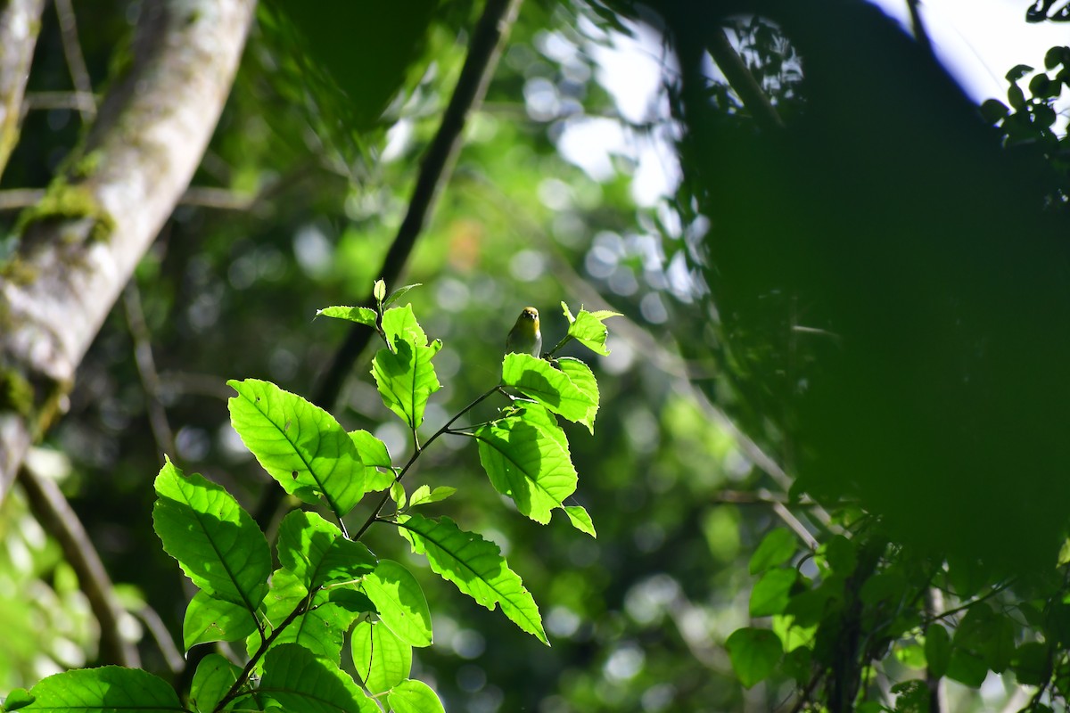 Indian White-eye - ML646732118