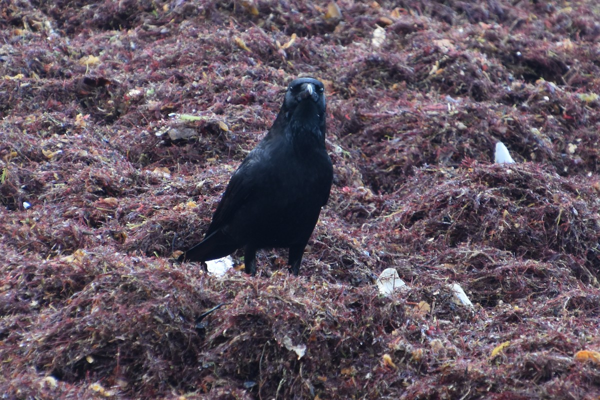 Carrion Crow - ML646732119