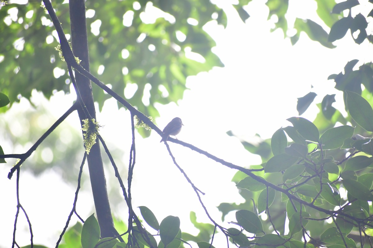Brown-breasted Flycatcher - ML646732122