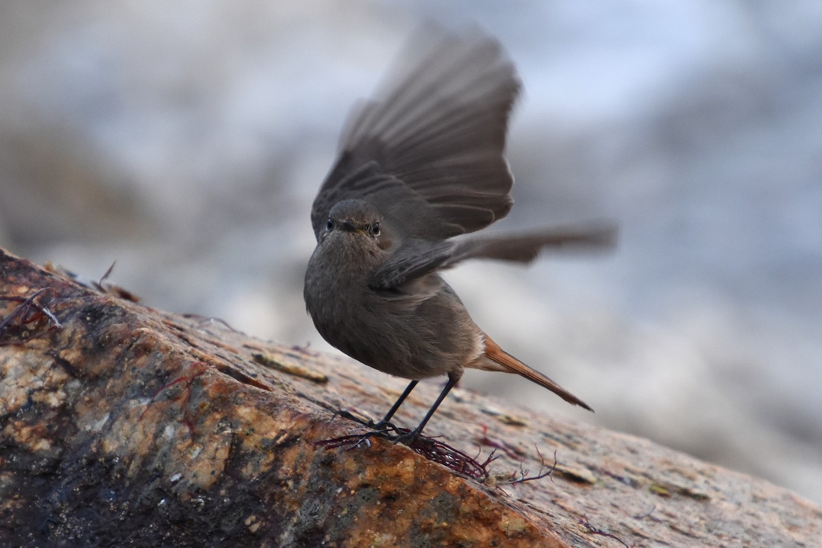 Black Redstart - ML646732123