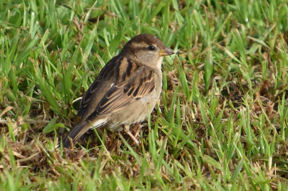 House Sparrow - ML646732124