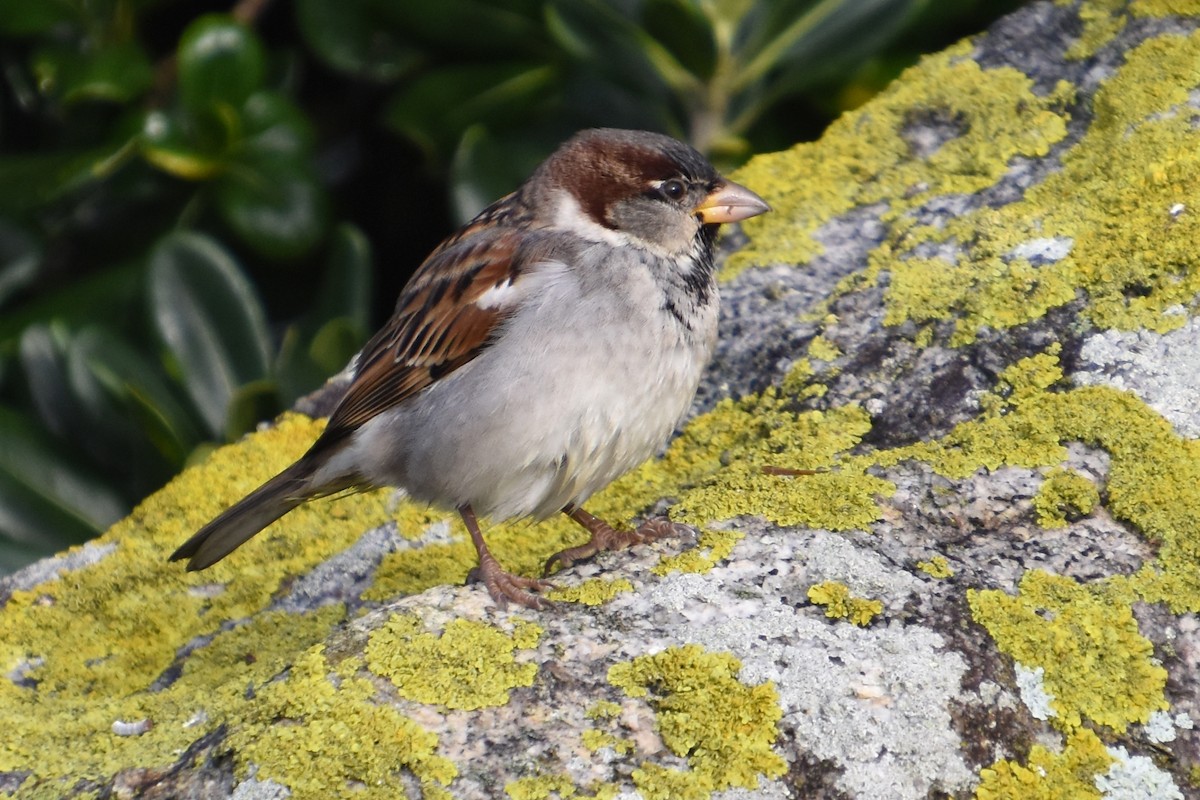 House Sparrow - ML646732125