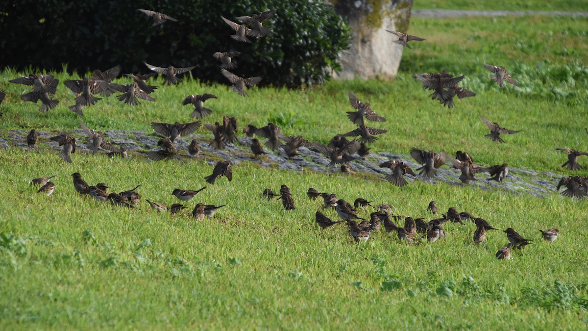 House Sparrow - ML646732126
