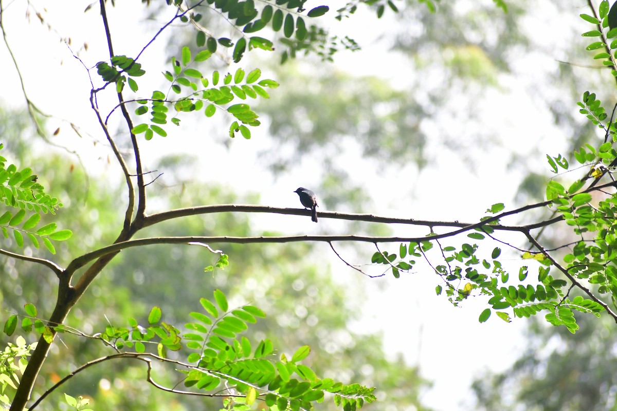 Myiomèle à ventre blanc - ML646732127