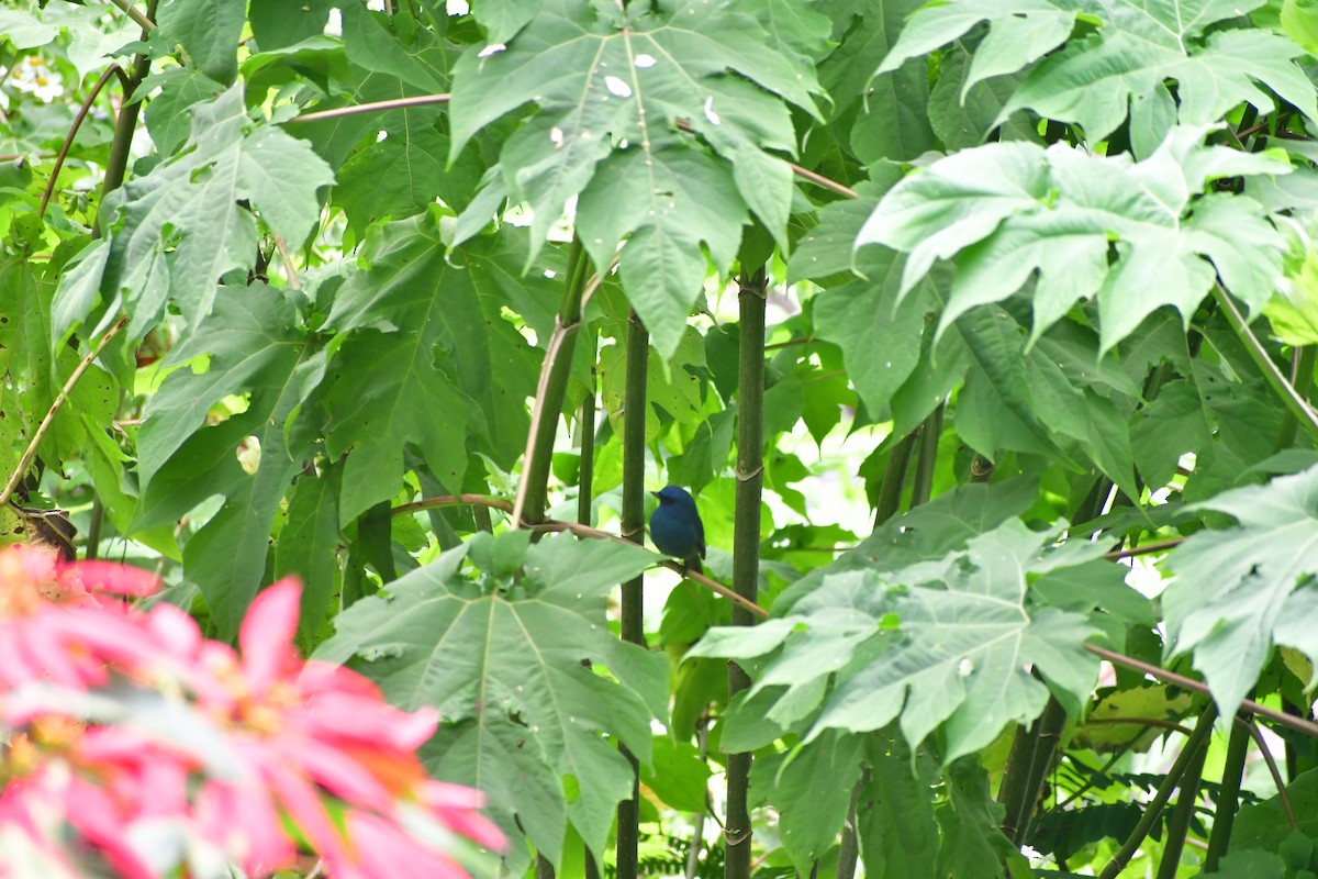 Gobemouche des Nilgiri - ML646732128