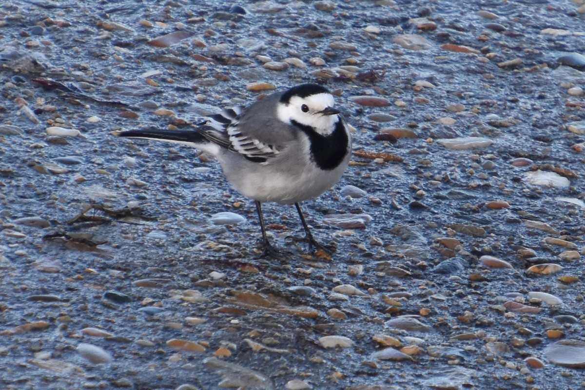 White Wagtail - ML646732129