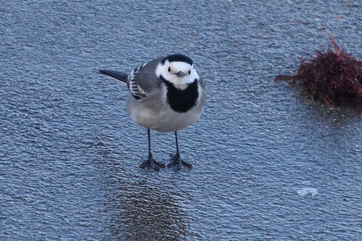 White Wagtail - ML646732130