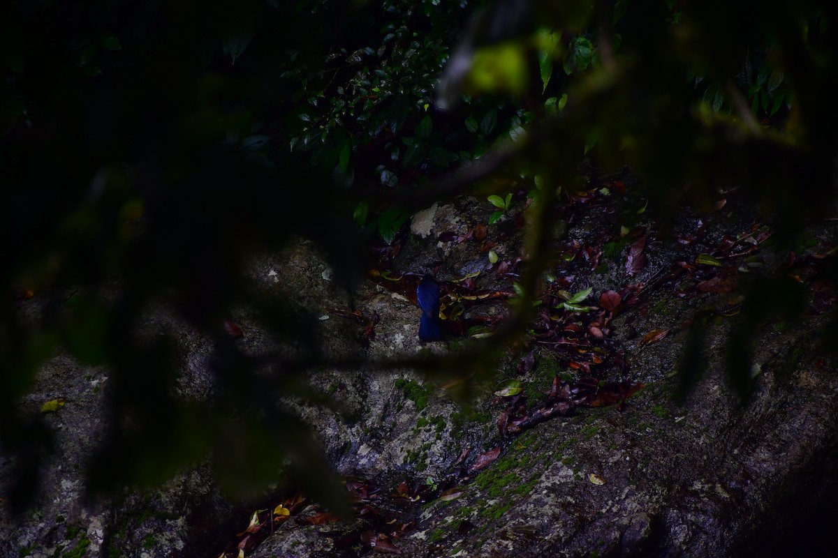 Arrenga de Malabar - ML646732131