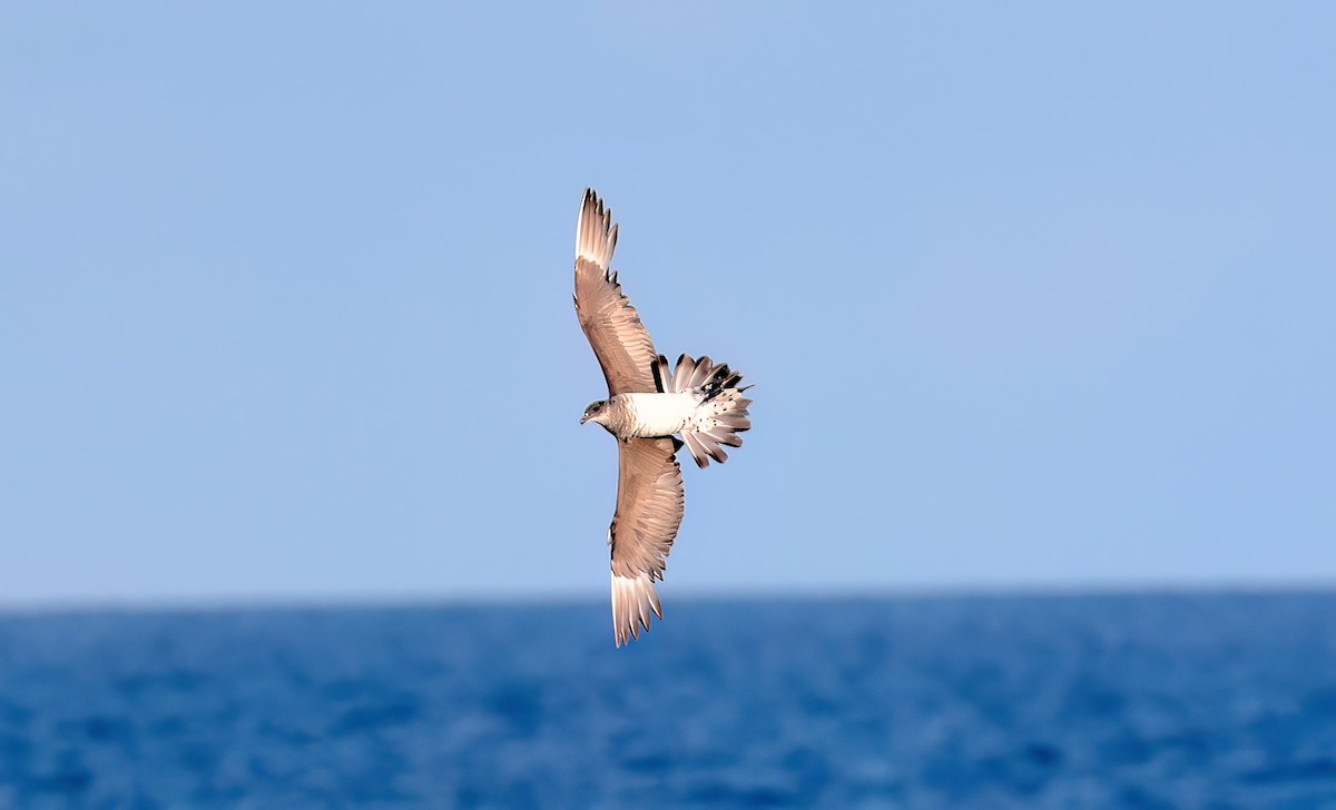 Korsanmartı - ML646732132