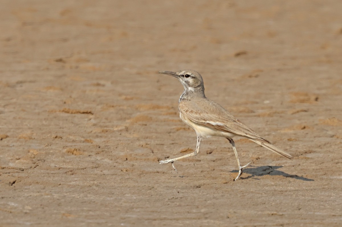 Sirli du désert - ML646732135