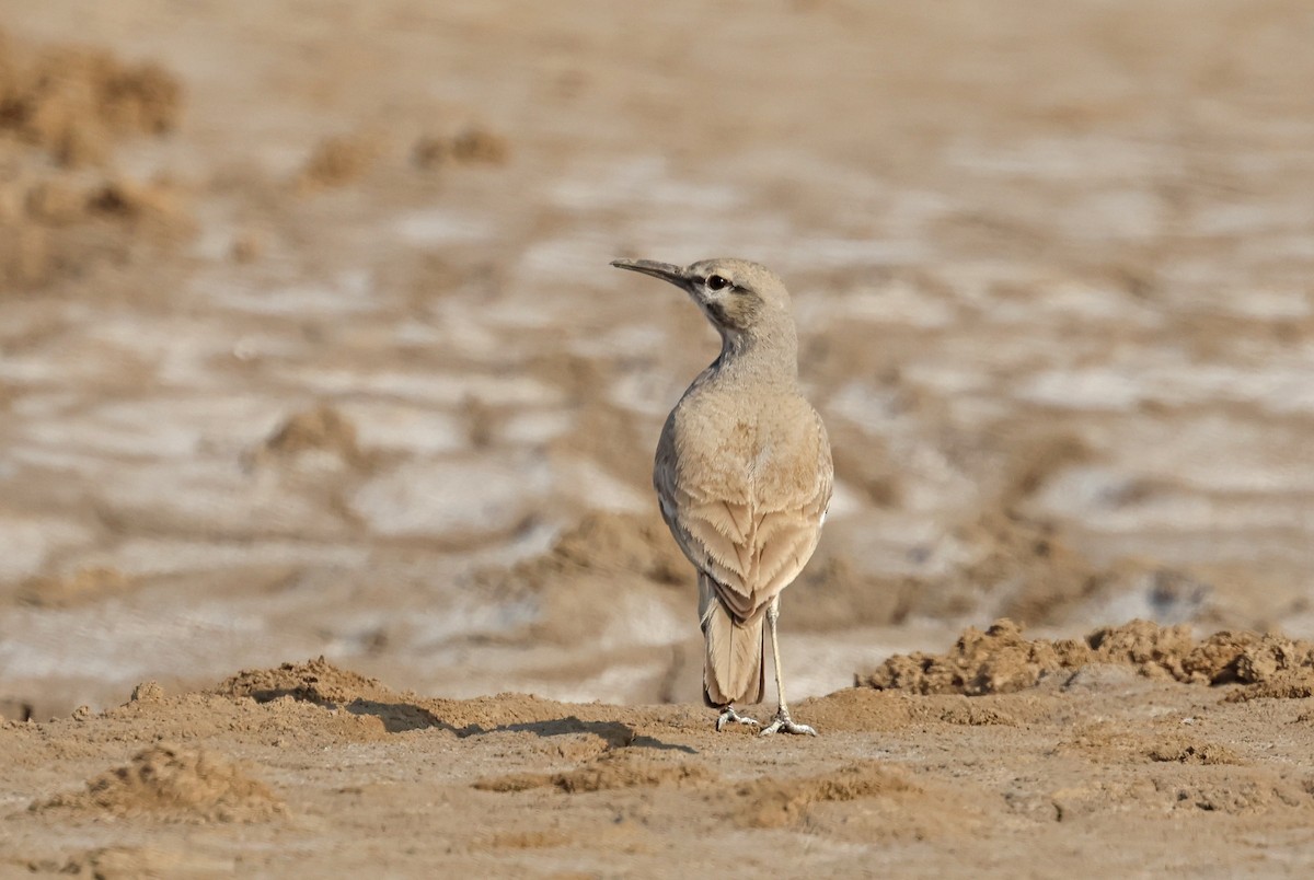 Sirli du désert - ML646732136