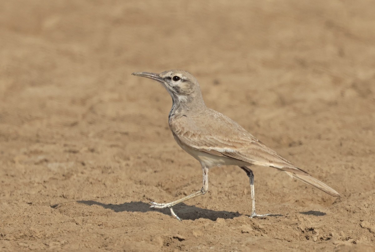 Sirli du désert - ML646732137