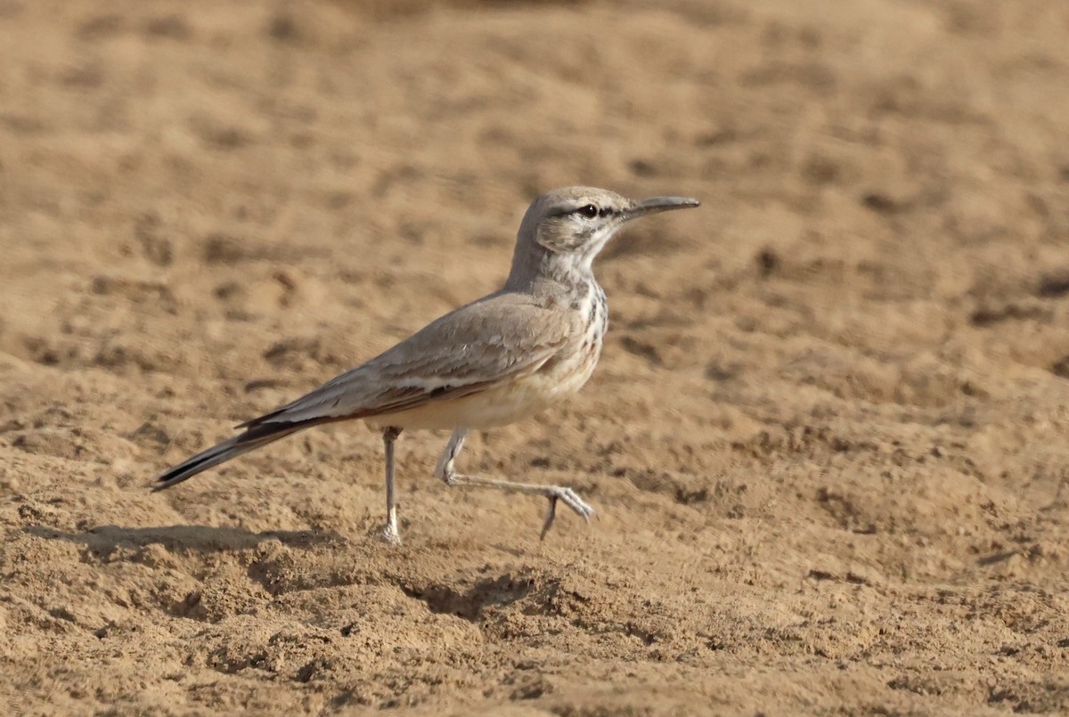 Sirli du désert - ML646732138