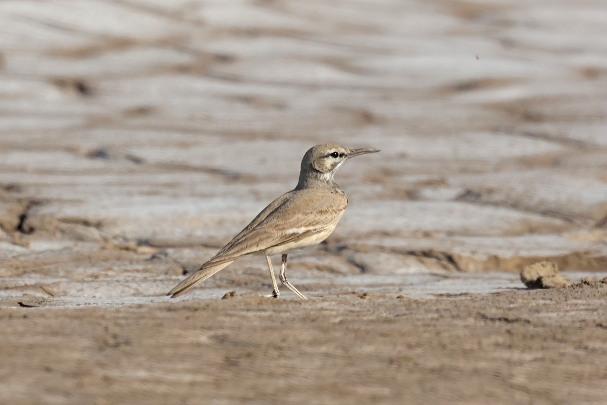 Greater Hoopoe-Lark - ML646732140