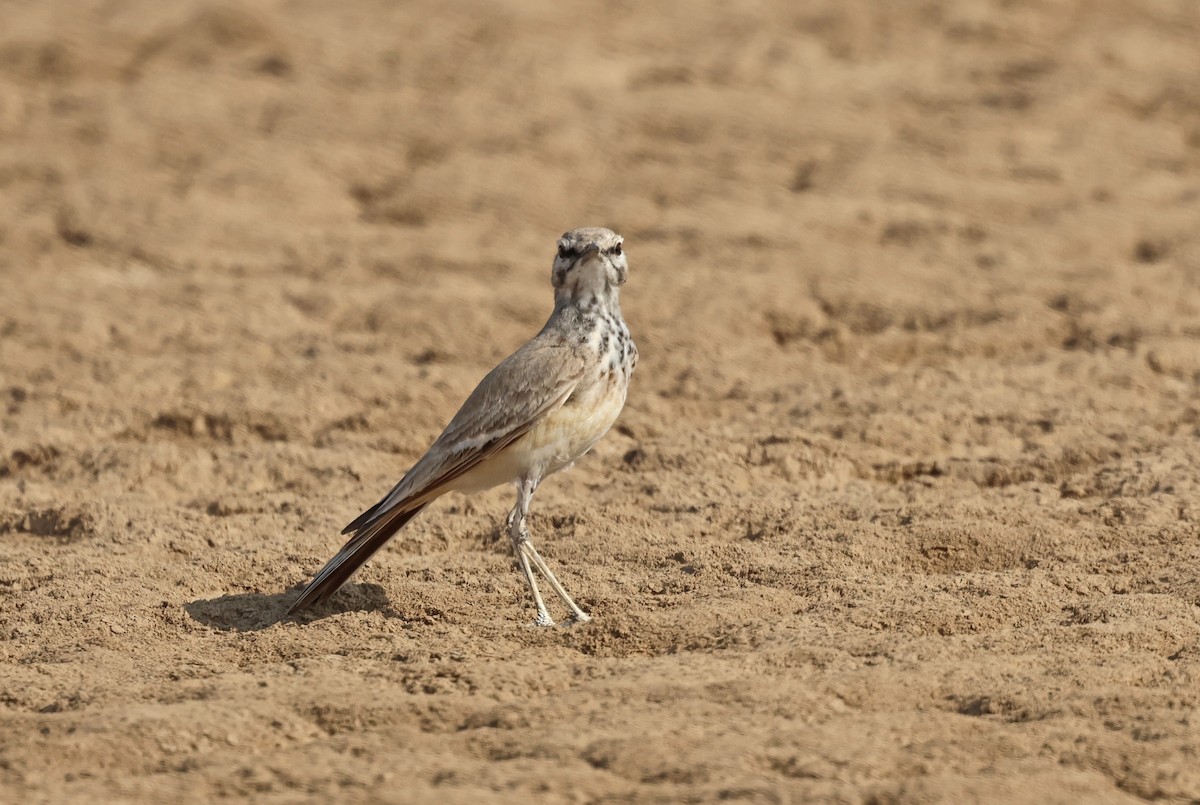 Sirli du désert - ML646732141