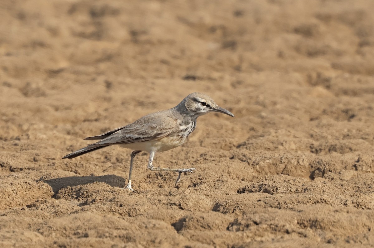 Greater Hoopoe-Lark - ML646732142