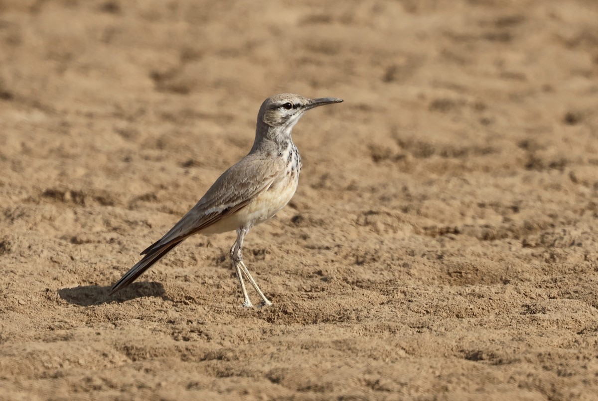 Sirli du désert - ML646732143