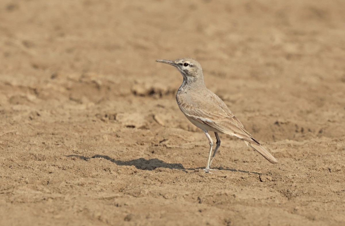 Greater Hoopoe-Lark - ML646732144