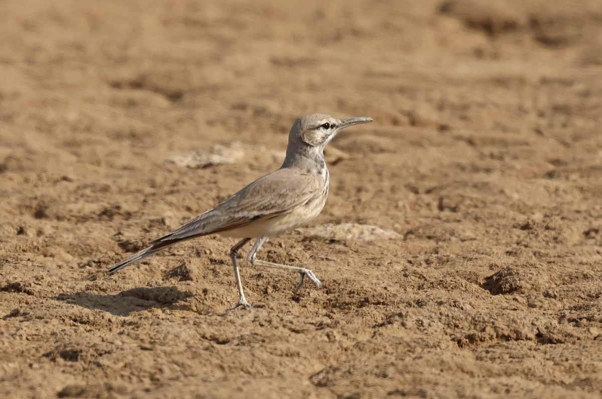 Greater Hoopoe-Lark - ML646732145