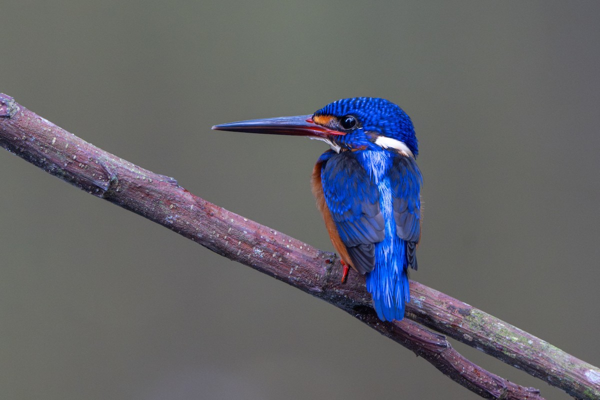 lakmusisfugl - ML646732146