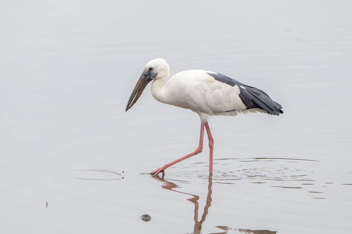 Asian Openbill - ML646732149