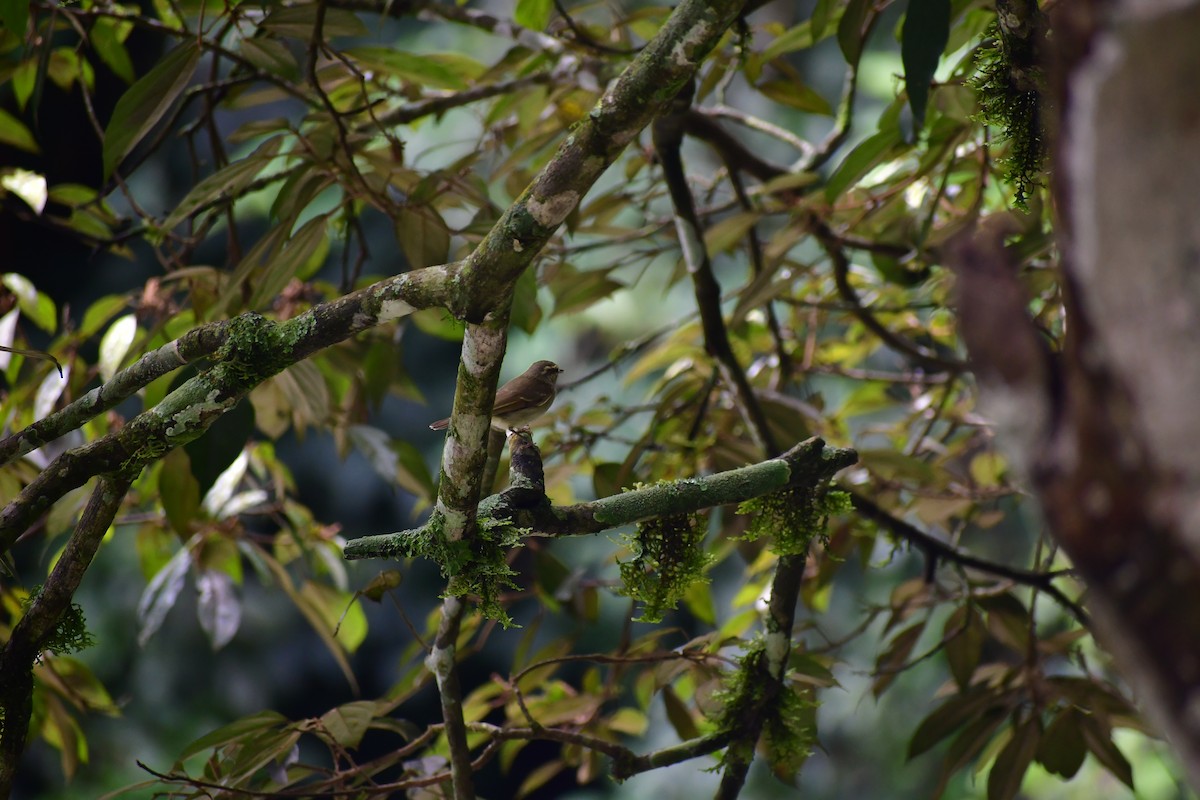 Large-billed Leaf Warbler - ML646732150