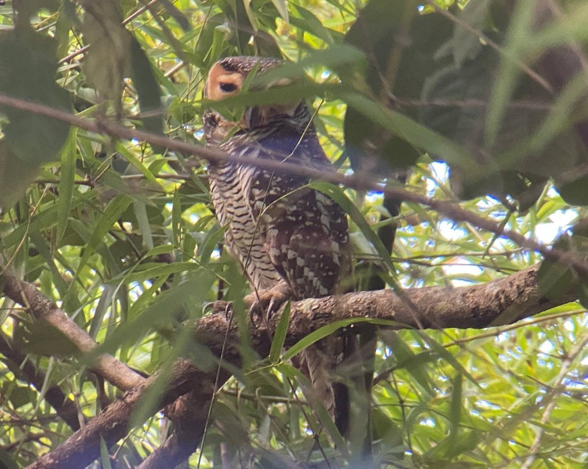 Spotted Wood-Owl - ML646732151
